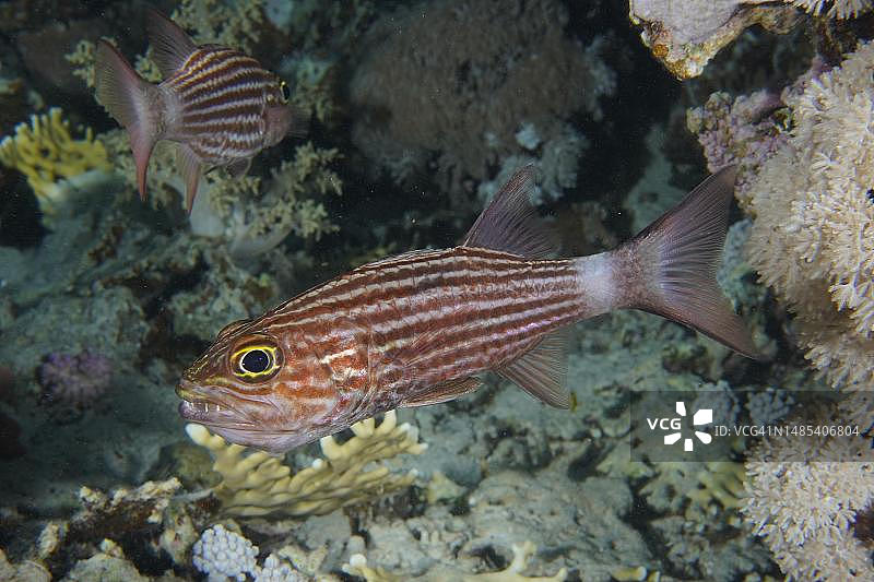 大齿天竺鲷，埃及红海图片素材