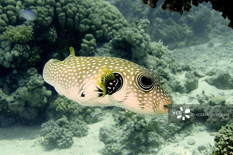 白点河豚，红海，埃及图片素材