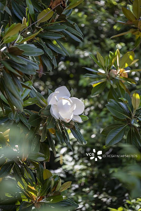 西班牙加泰罗尼亚巴塞罗那的南方木兰白花图片素材