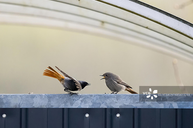 红尾鸲求偶，德国黑森州图片素材