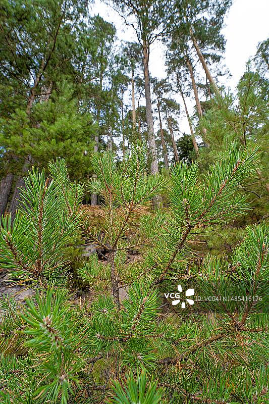 德国黑森林巴特维尔德巴德的恩茨塔尔基弗冷杉树枝图片素材