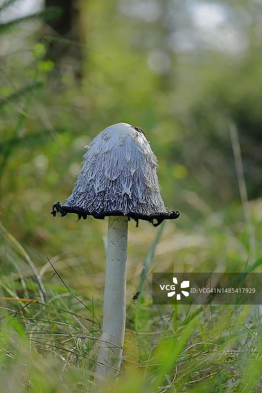 鬼伞，在草地上，子实体与伞帽，开始液化过程，德国北莱茵-威斯特法伦州图片素材