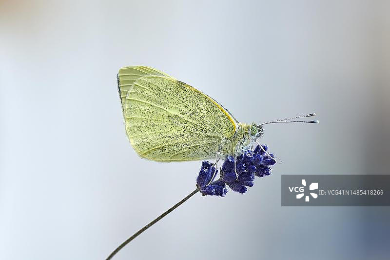 菜粉蝶（Pieris brassicae），起飞前，德国萨克森州格尔利茨图片素材