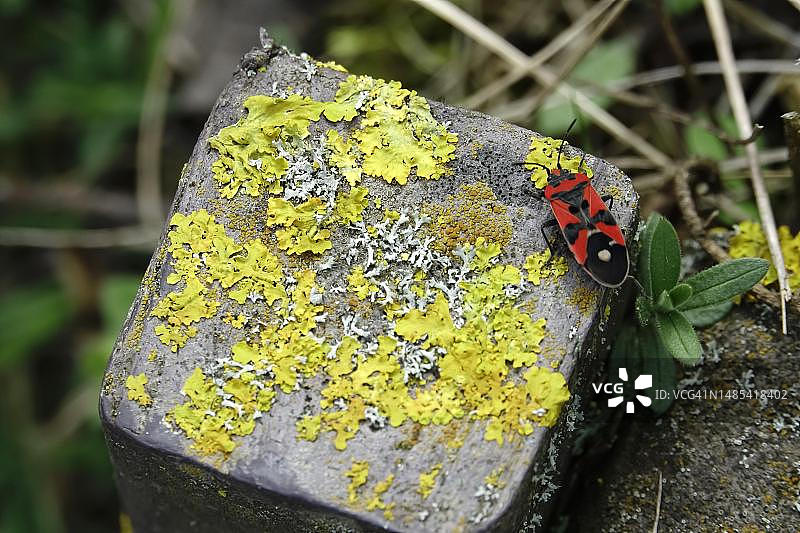 德国乳草虫图片素材