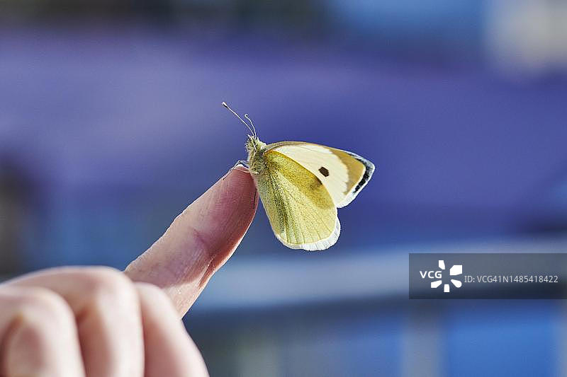 一只刚出生一天的大菜粉蝶停留在手指上，德国萨克森州格尔利茨图片素材