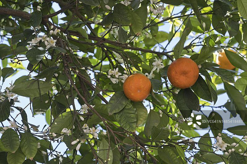 苦橙，苦橙（Citrus x aurantum），西班牙安达卢西亚塞维利亚图片素材