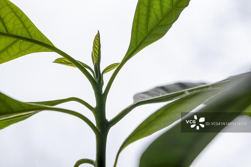 德国的鳄梨叶图片素材