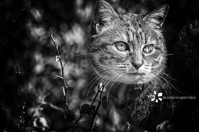 漂亮的虎斑猫图片素材