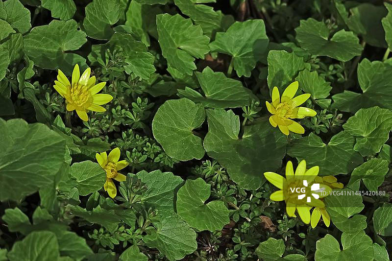 德国的白屈菜图片素材