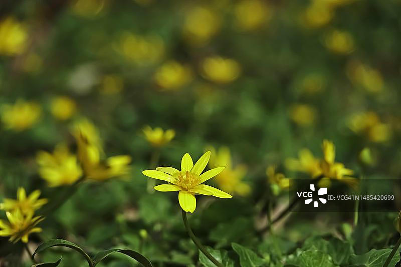 德国的白屈菜图片素材