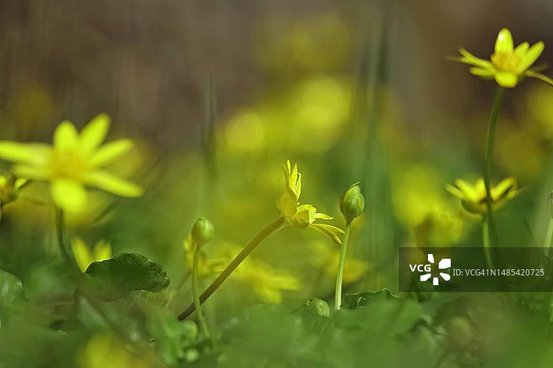 德国的白屈菜图片素材