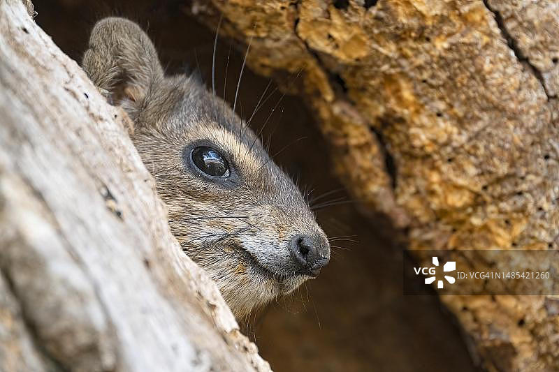 蹄兔（学名：Procavia capensis），坦桑尼亚塔兰吉雷国家公园图片素材