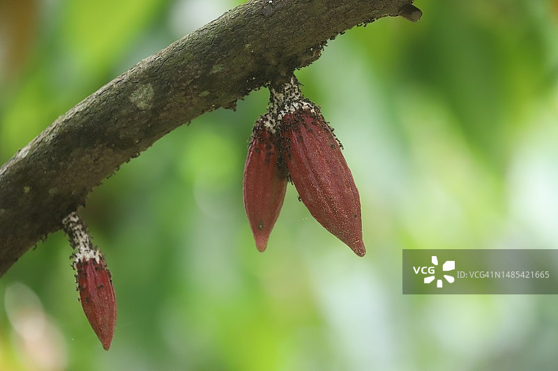 可可豆荚图片素材
