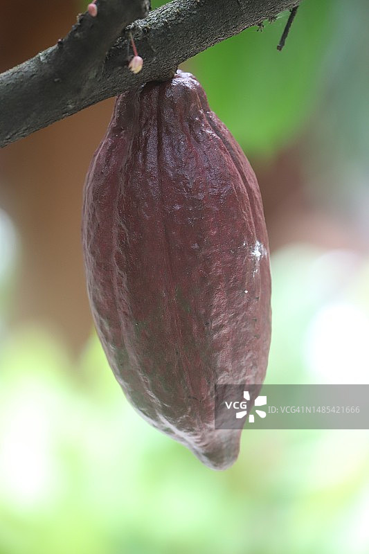 垂下来的紫色可可豆荚图片素材