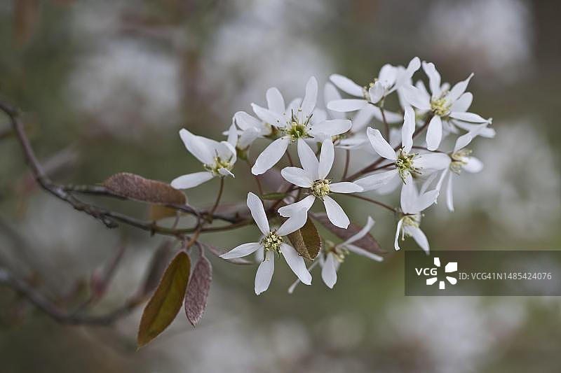 德国下萨克森州埃姆斯兰的石梨（加拿大唐棣）图片素材