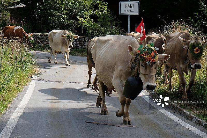 瑞士瓦莱州费尔德的Almabtrieb图片素材