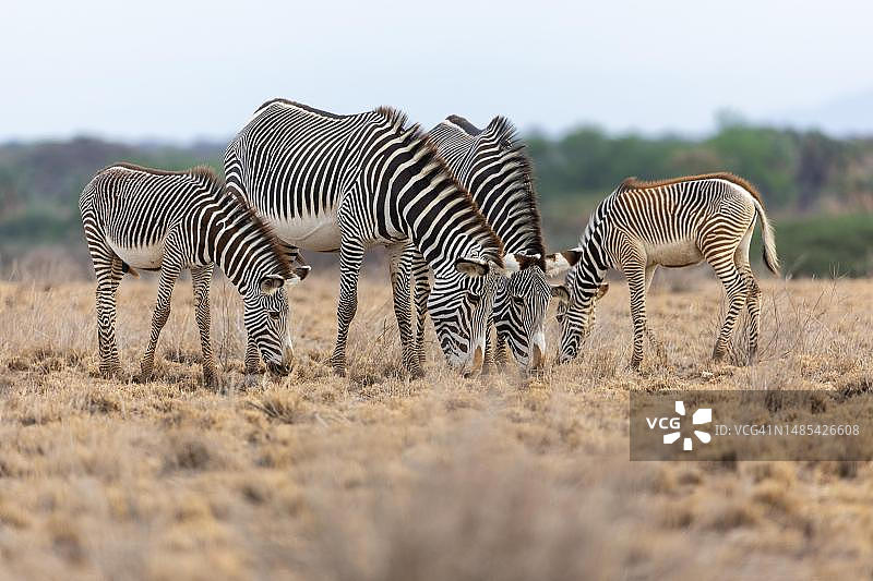 桑布鲁国家保护区内的细纹斑马群（格氏斑马）图片素材