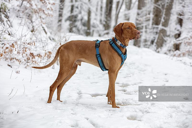 罗维德佐鲁匈牙利维兹拉犬雪地肖像，位于瑞士索洛图恩州的贝尔兴夫卢图片素材