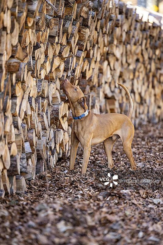 匈牙利短毛波音达猎犬森林画像图片素材