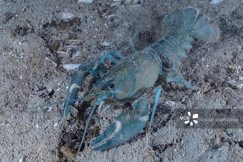 夜晚的欧洲螯虾，位于瑞士苏黎世湖图片素材