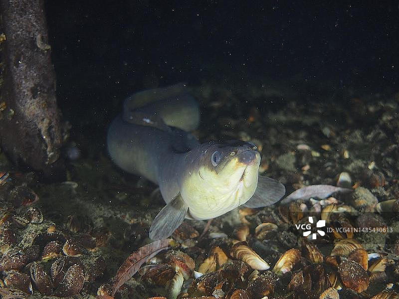 夜间欧洲鳗鲡肖像，瑞士图片素材
