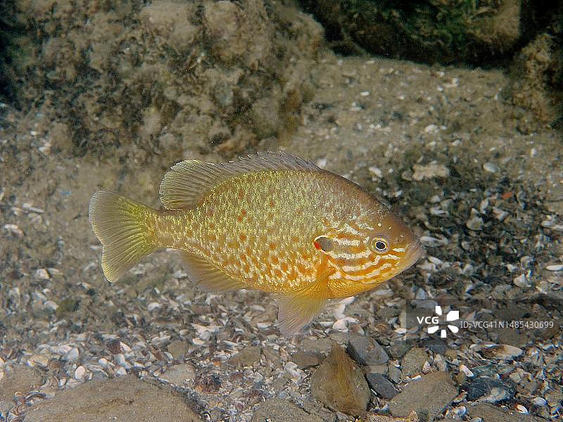 夜晚的南瓜籽太阳鱼图片素材