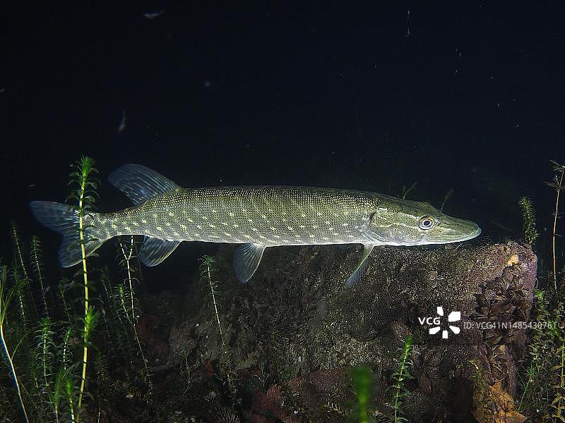 夜间的白斑狗鱼，位于瑞士和德国交界的莱茵河图片素材