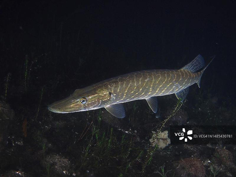 夜间的白斑狗鱼，位于瑞士和德国交界的莱茵河图片素材