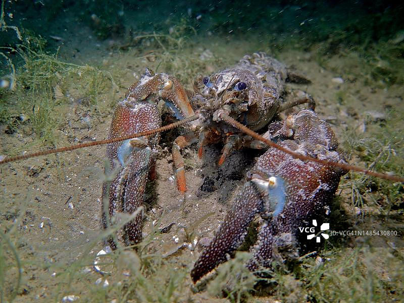 夜晚的信号小龙虾，入侵物种，瑞士苏黎世湖图片素材