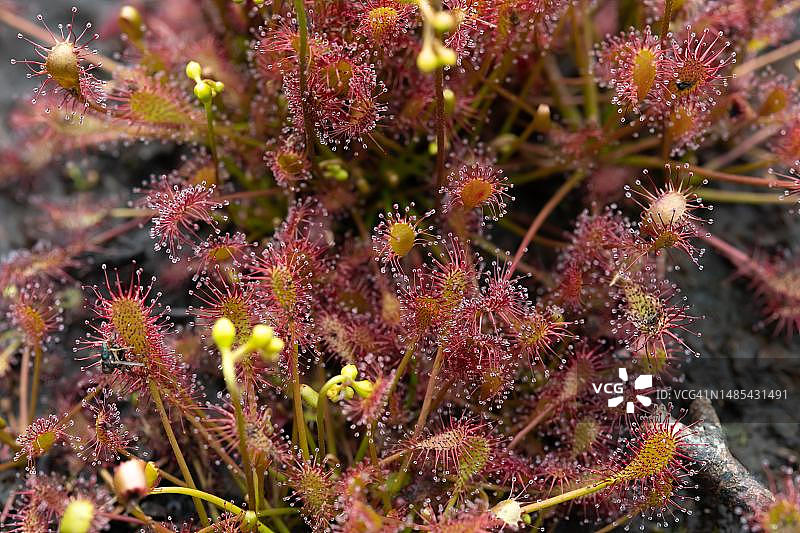 茅膏菜（Drosera intermedia），从上方观察，带有花序，德国下萨克森图片素材