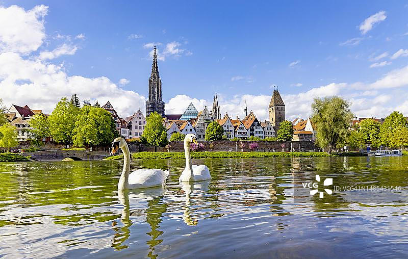 德国巴登-符腾堡州乌尔姆市多瑙河畔的老城区、渔人区、屠夫塔和大教堂，多瑙河中天鹅图片素材