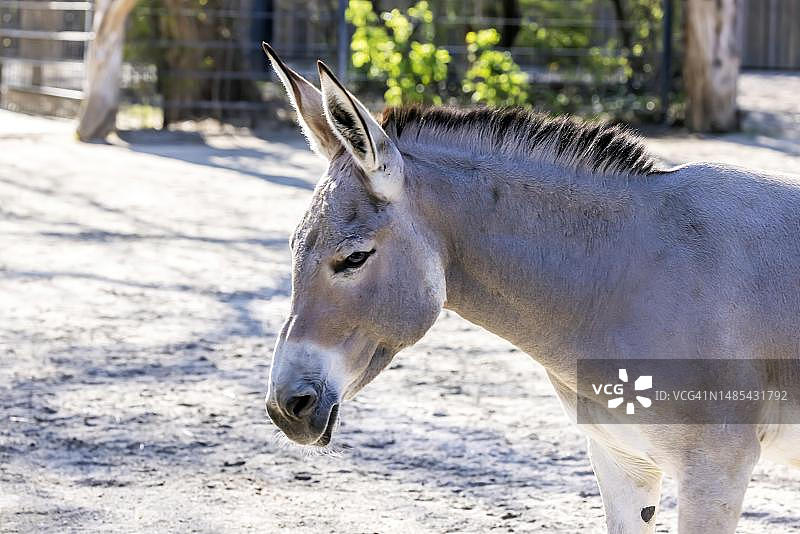 索马里野驴，德国斯图加特威廉玛动植物园图片素材
