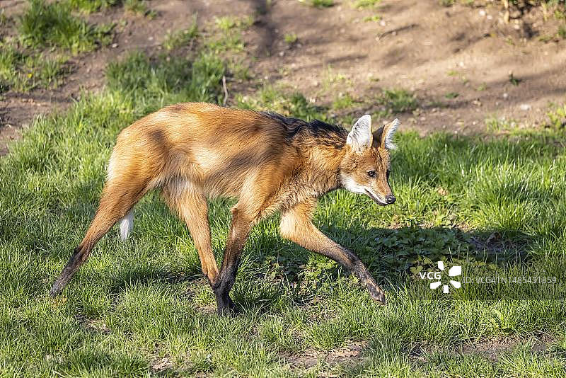 鬃狼，圈养于德国斯图加特威廉玛动植物园图片素材