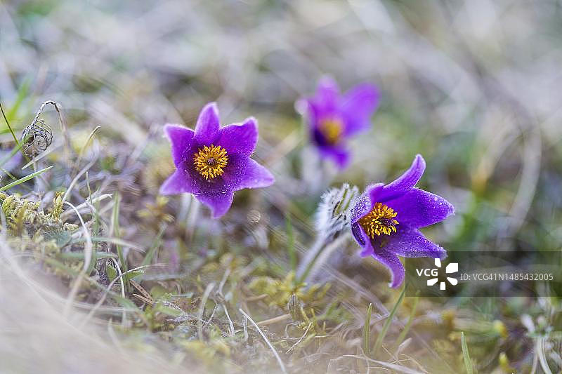 德国巴登-符腾堡州阿尔布山脉的普通白头翁图片素材