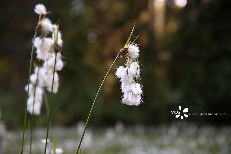 德国黑森林夕阳下的狭叶棉花草果穗图片素材