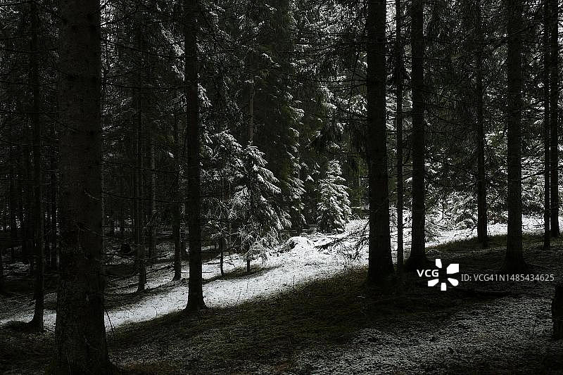 冬季瑞典韦姆兰黑暗云杉林中的一线阳光图片素材