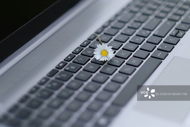 带雏菊花的电脑键盘图片素材