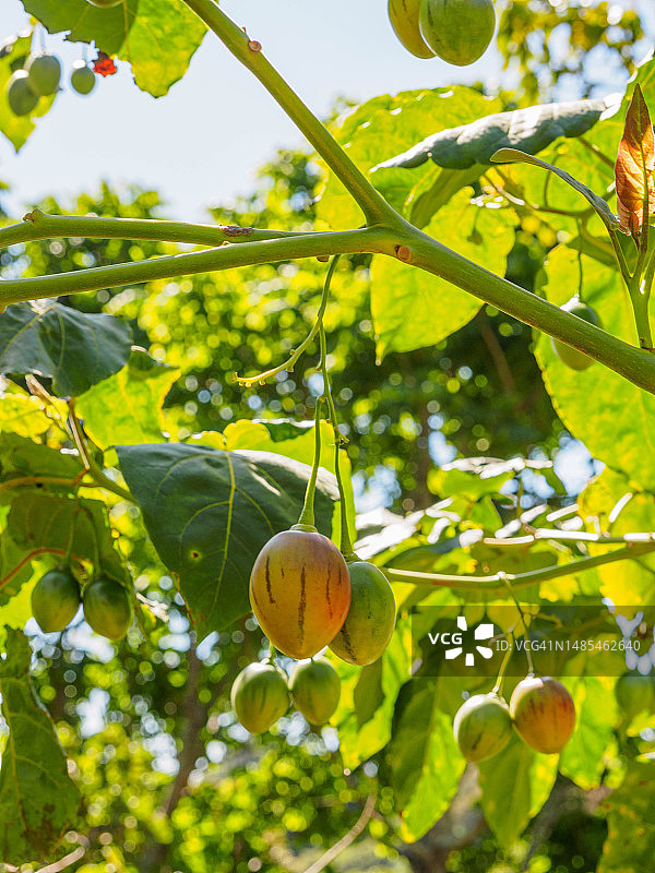 在巴拿马西部博克特镇咖啡种植园生长的树番茄图片素材