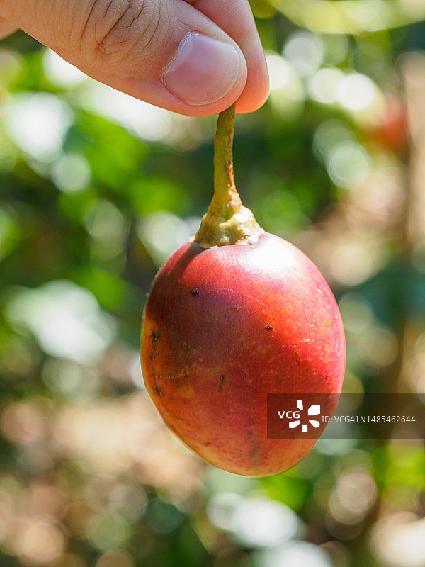 在巴拿马西部博克特镇咖啡种植园生长的树番茄图片素材
