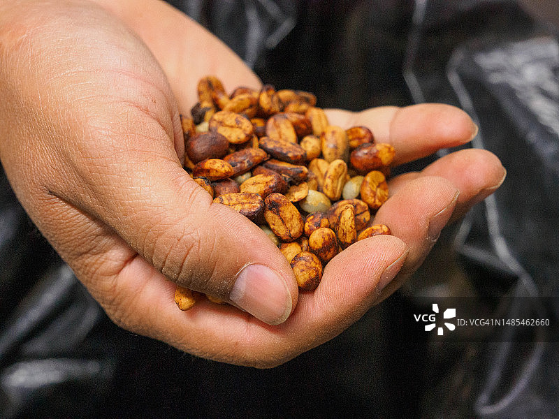 巴拿马西部博克特镇咖啡种植园中未烘焙的咖啡豆图片素材