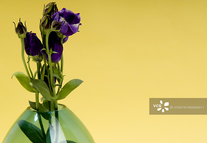 黄色花朵特写，背景为黄色，罗马尼亚图片素材