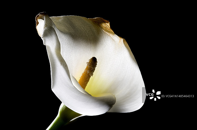 黑色背景下的白色玫瑰特写，罗马尼亚图片素材