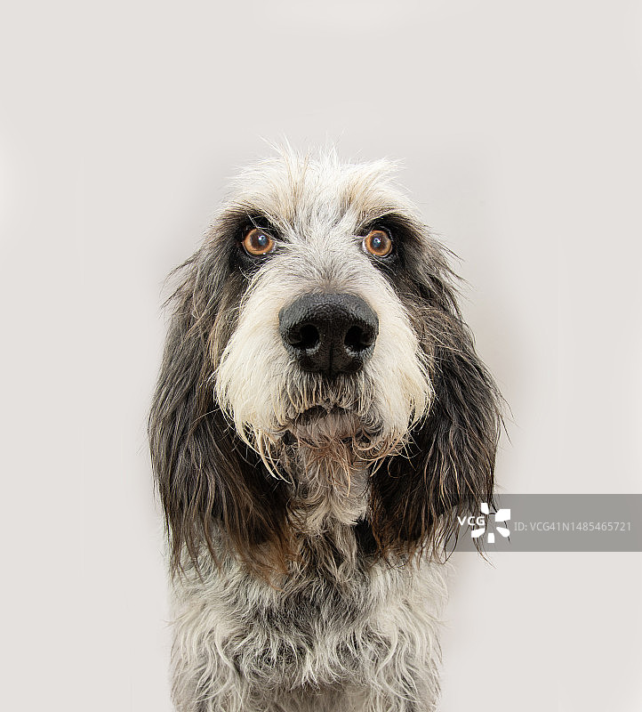 专注的成年蓝色加斯科涅格里芬犬肖像：表情严肃，狗的情感，灰色背景，西班牙赫罗纳图片素材