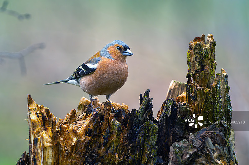 一只普通苍头燕雀站在春天森林里腐烂的树桩上图片素材