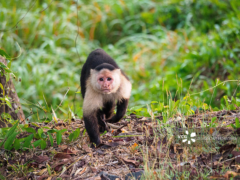 巴拿马城索韦拉尼亚国家公园图片素材