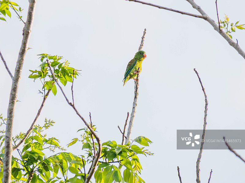 巴拿马城索贝拉尼亚国家公园外的鸟图片素材