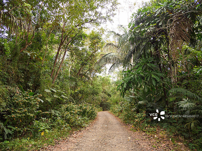 巴拿马城索韦拉尼亚国家公园图片素材