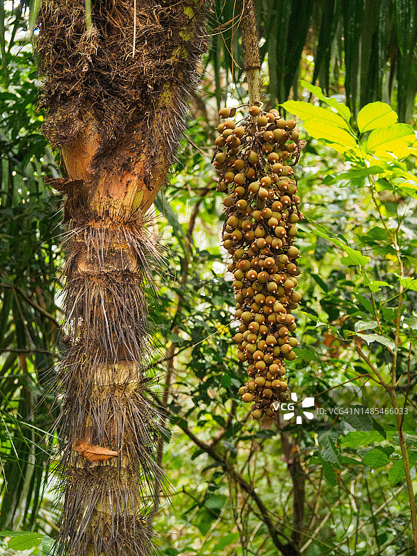 巴拿马城索韦拉尼亚国家公园图片素材