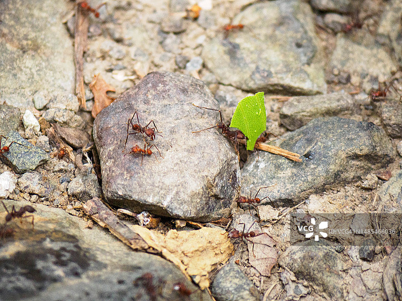 巴拿马城索韦拉尼亚国家公园的切叶蚁图片素材