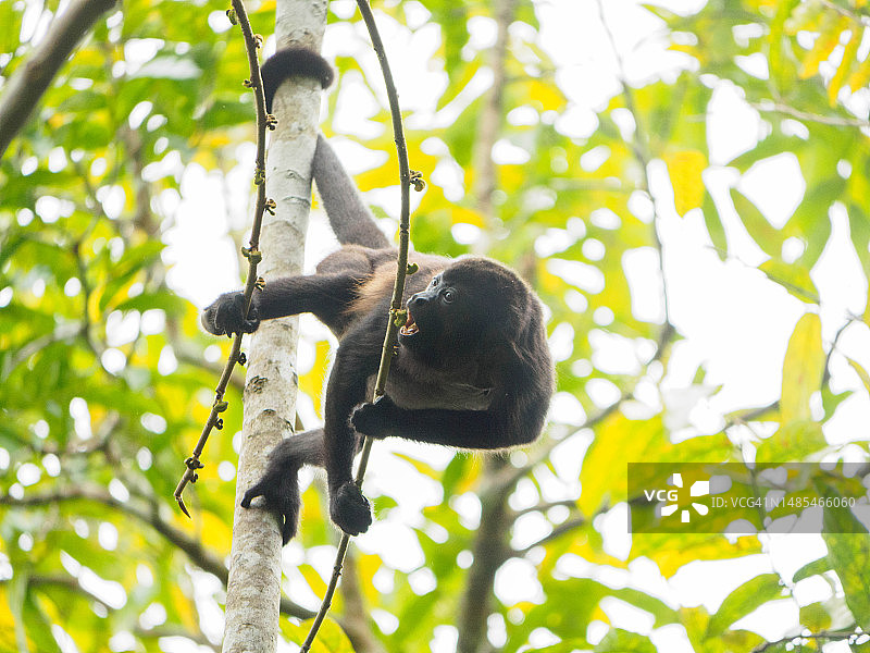 在巴拿马城郊外的索贝拉尼亚国家公园里的吼猴图片素材